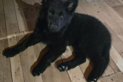 Baya