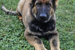 Brasco