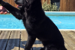 Baya