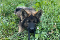 Achille