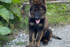 Achille