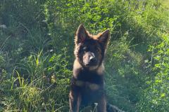Achille