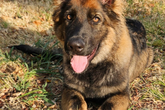 Brasco