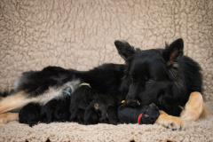 Texas et ses bébés