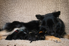 Texas et ses bébés