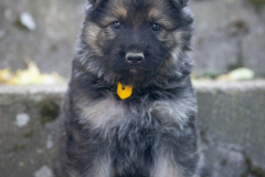 Mâle collier Jaune