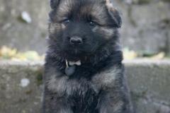 Mâle collier Noir
