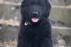 Black Hoyt (Mâle collier Gris)