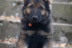 Brasco (Mâle collier Orange)