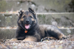 Brasco (Mâle collier Orange)