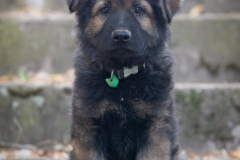Bjorn Figeac (Mâle collier Vert)