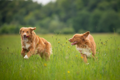 Légende et Shelby