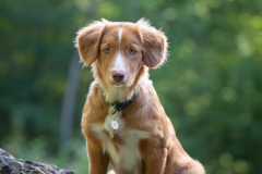 Nova