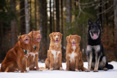 Tennessee, Vancouver, Catan, Légende, Loupa