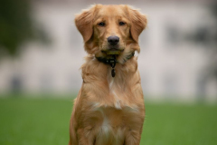 Whisky