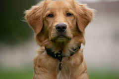 Whisky