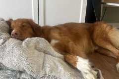 45f51a47-a567-45e1-ab5b-b9c186e8132f