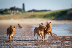 Légende Catan et Fox