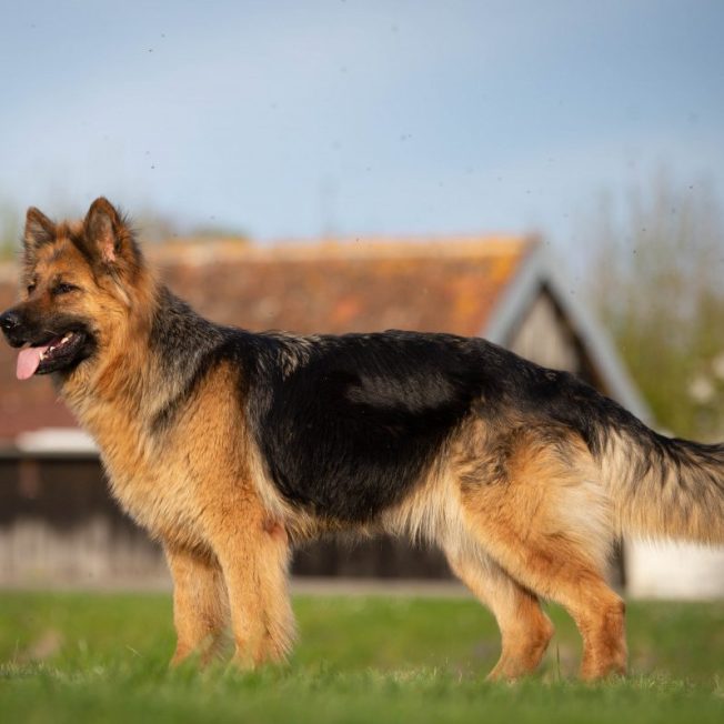 altdeutscher schäferhund berger allemand à poil long