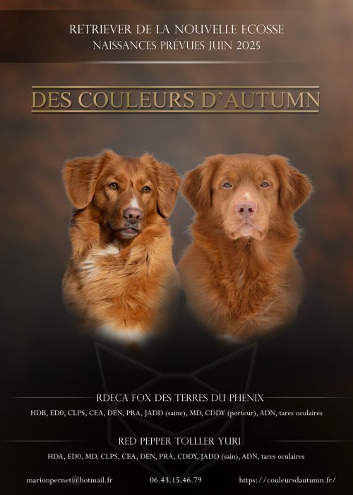 fox et thiago fox et thiago
