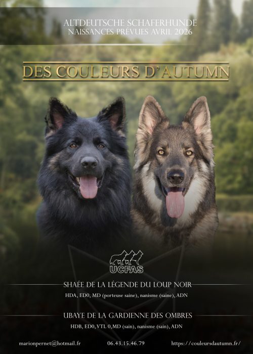 Shaée et ubaye 2026