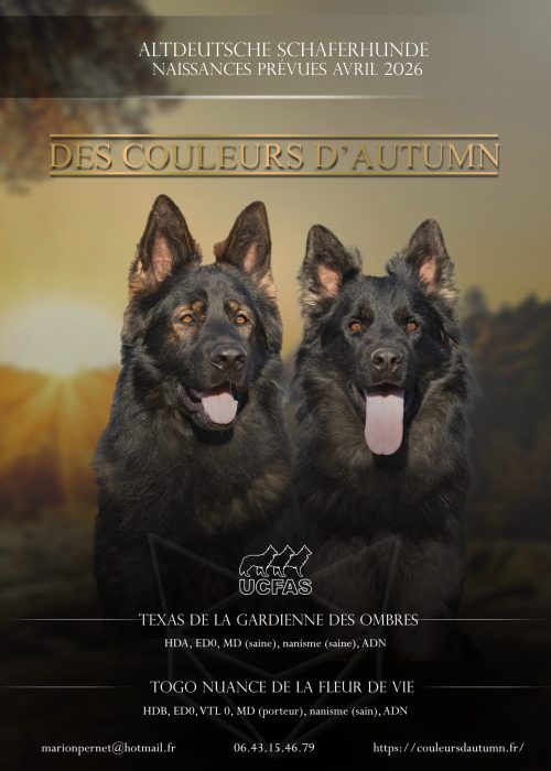 texas et buck affiche copie texas et buck affiche copie